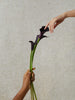 Soyclay-vegan-nailpolish-styled-genmai-touching-flower